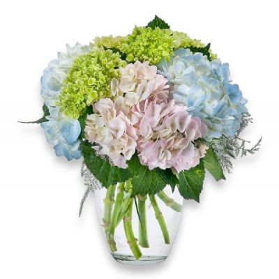 A clear vase filled with beautiful hydrangeas.