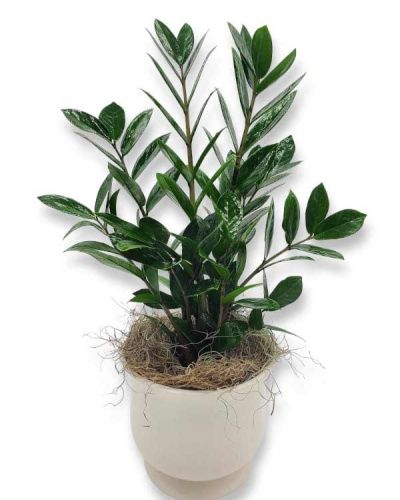 <p id="mntl-sc-block_1-0" class="comp text-passage u-how-to-title-align mntl-sc-block lifestyle-sc-block-html mntl-sc-block-html">Low-maintenance zz plants are <em>Zamioculcas zamiifolia, </em>characterized by their shiny, wide, oval-shaped leaves that shoot upward and quickly grow in a home indoors. The plant natively grows in East Africa, namely Zanzibar and Tanzania. The plants are also called Zanzibar gems for their spotless, waxy leaves that are so deep green that sometimes, these plants are mistaken as artificial.</p>
<p id="mntl-sc-block_1-0-2" class="comp text-passage u-how-to-title-align mntl-sc-block lifestyle-sc-block-html mntl-sc-block-html">ZZ plants are slow-growing plants that prefer bright, indirect sunlight. One of the benefits of zz plant is that it can thrive in many lighting conditions. If you plant or repot a zz, do it in the spring or summer when it's in an active growth phase.</p>
<p class="comp text-passage u-how-to-title-align mntl-sc-block lifestyle-sc-block-html mntl-sc-block-html"><strong>***These plants are toxic to humans and animals if ingested.****</strong></p>
<p class="comp text-passage u-how-to-title-align mntl-sc-block lifestyle-sc-block-html mntl-sc-block-html">6inch plant pot</p>