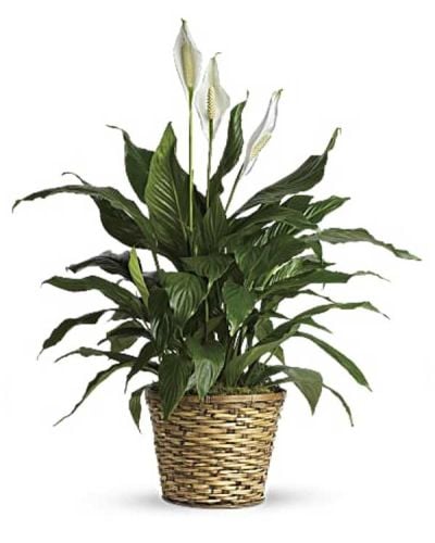 Also known as the peace lily, this elegant plant featuring dark green leaves and delicate white blossoms makes a perfect gift for almost any occasion. Low maintenance and known for its indoor beauty and ability to clear the air of contaminants, this medium spathiphyllum is delivered in a charming 8" woven wicker basket. Please note not all plants have blooms upon arrival.