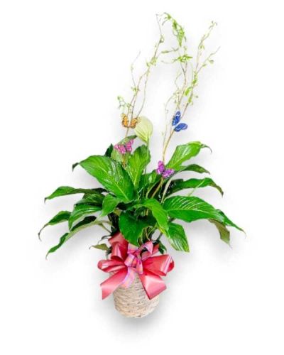 Peace lily plant with decorative butterflies on curly willow arrives in a basket with bow
standard 8inch pot
premium 10inch pot