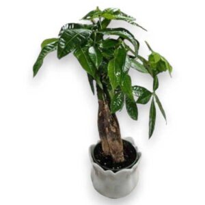 Bonsai Money Tree