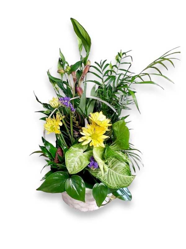 Dish Garden with Blooms