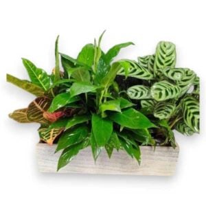 Garden Box Planter