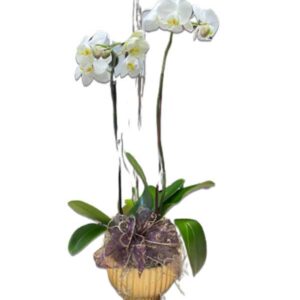 Orchid Plant