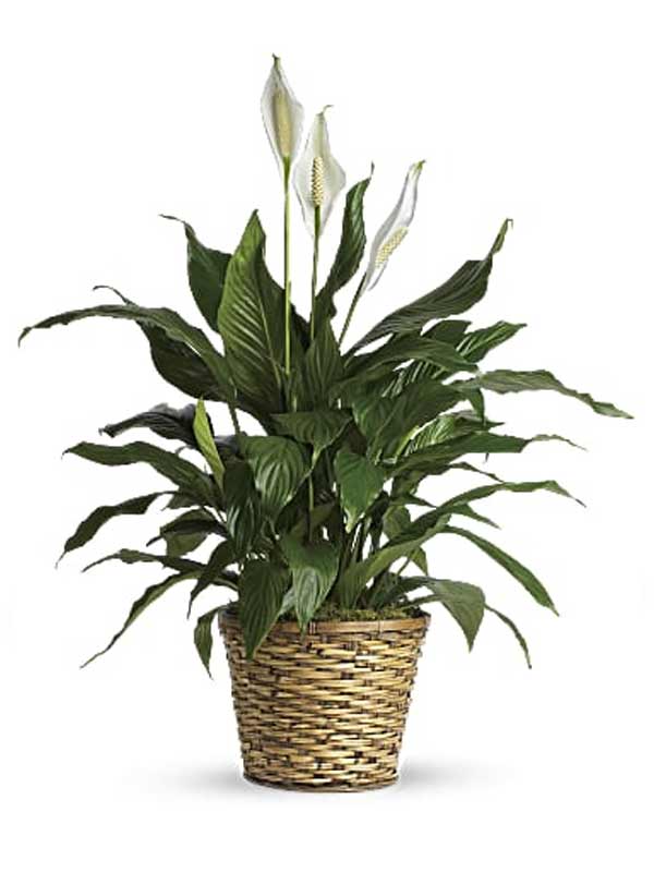 Peace Lily Medium