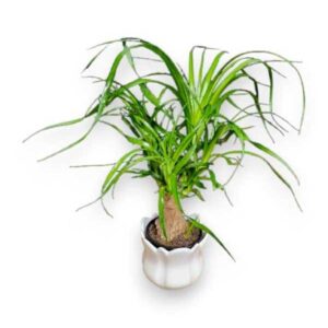 Bonsai Ponytail Palm