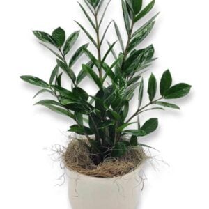 ZZ Plant in Ceramic Container