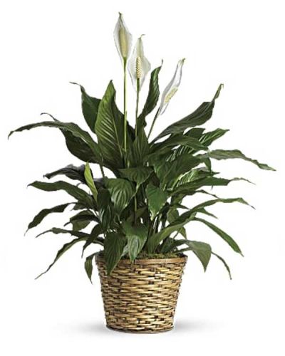 <p>Also known as the peace lily, this elegant plant featuring dark green leaves and delicate white blossoms makes a perfect gift for almost any occasion. Low maintenance and known for its indoor beauty and ability to clear the air of contaminants, this medium spathiphyllum is delivered in a charming 8" woven wicker basket. Please note not all plants have blooms upon arrival.</p>