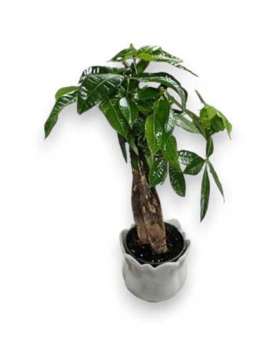 <p>Pet friendly bonsai money tree.</p>