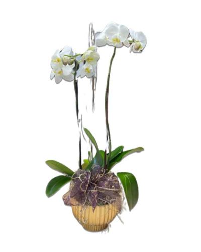 <p>Double Phal Orchid plants in Gold Ceramic Pot</p>
